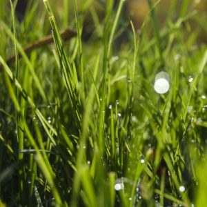 gewerbeobjektservice grünflächenpflege